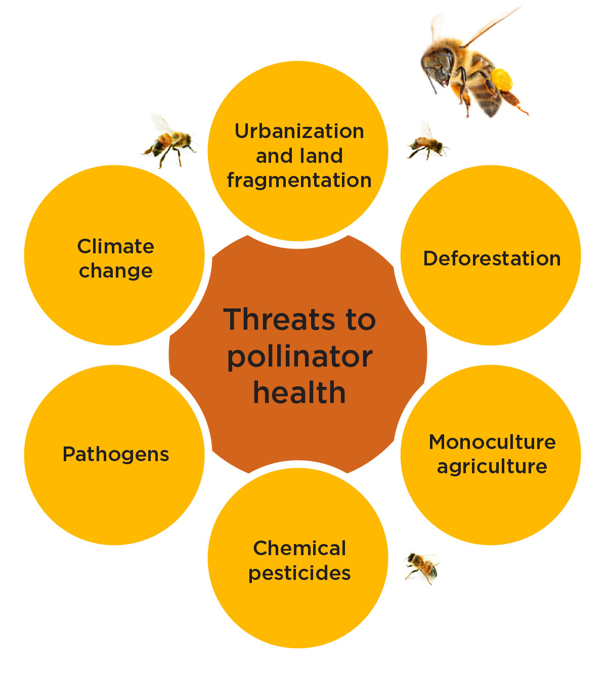 Protecting Pollinators | Business Officer Magazine